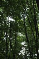 green crowns of trees in the park close up