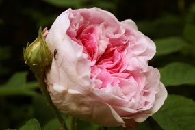 Pink rose in summer