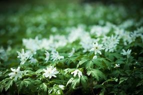picturesque and pretty Forest Biel flower