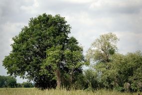 peaceful landscape of trees on the meadow