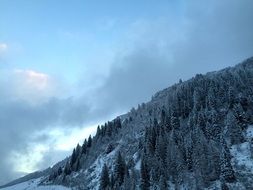 Winter Snowy pine trees on hill