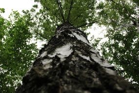 Birch tree in the forest in summer