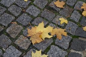 yellow autumn leaves on pedestrian