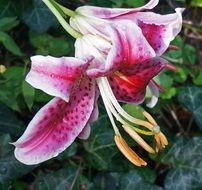 Asiatic Lily