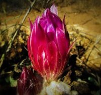 Beautiful flower of the cactus, ayia napa, cyprus