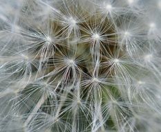 Close-up of the seeds of dandelion flower