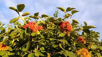 orange berries on a bush in Alsace