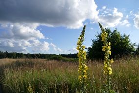Field Nature Landscape Plants
