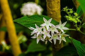 white stars flowers and green leaves