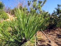 pine branch on the ground
