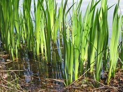 Plants in the lake in spring