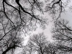 Trees Winter Nature