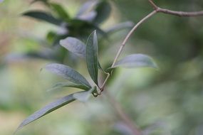 plant with green leaves on a blurry background