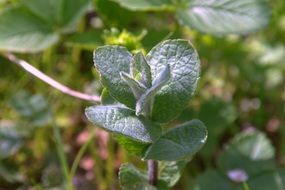 fresh Mint Plant macro