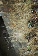faded dry grass