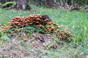 mushrooms at the forest edge close up