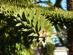 Spur Green Tree