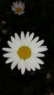 white daisies in a dark background