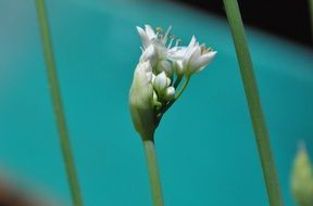 Garlic Blossom, Macro