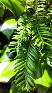 Green leaves of tropical plants