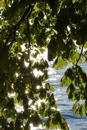 view through a green tree to Lake Constance