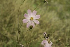 wild pink flowers in a field in June