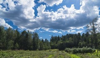 white clouds over the pine forest