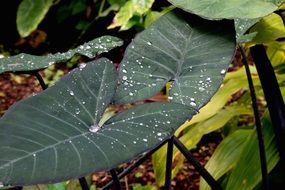 drops of rain on a plant elephant ears