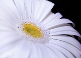 Macro photo of white Gerbera