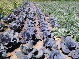 Blue cabbages on a garden