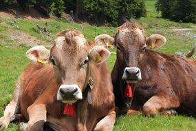 cows resting on the meadow in south tyrol close-up