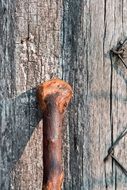 wooden stick near a tree