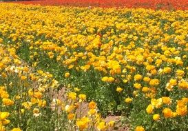 Flower Field