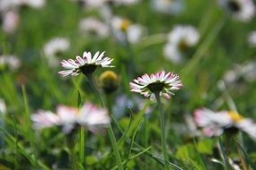 spring daisies in the meadow