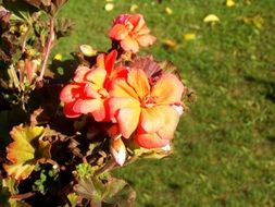 delightful Red Plants