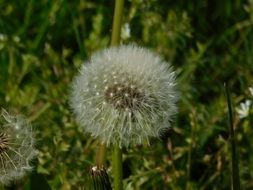 dandelion with white seeds