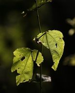 torn green leaves