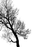 dark tree with bare branches as a contrast