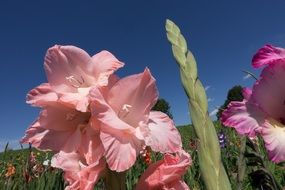 colorful gladioli on a clear sunny day