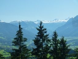 tall green spruce against the backdrop of snowy mountains
