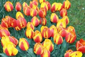 Tulips Flowers Cut Flowers Plant