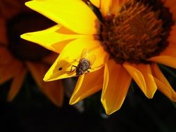 house Fly on Yellow Flower