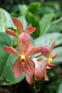 pink orchid flowers with green leaves