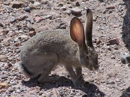 gray hare with long ears under the bright sun