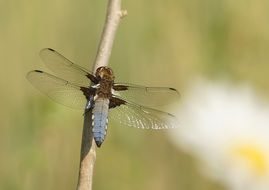 Dragonfly ÄernoÅitka