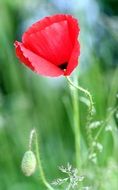 red beautiful poppy on a blurred background of green grass