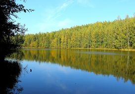 lake in the wild forest