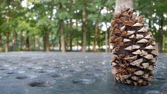 pine cone season