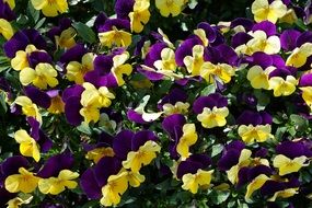 yellow-violet pansies close up