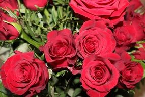 Beautiful dark red rose flowers with green leaves